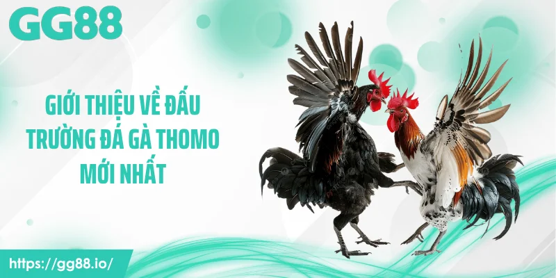Giới thiệu về đấu trường đá gà thomo mới nhất